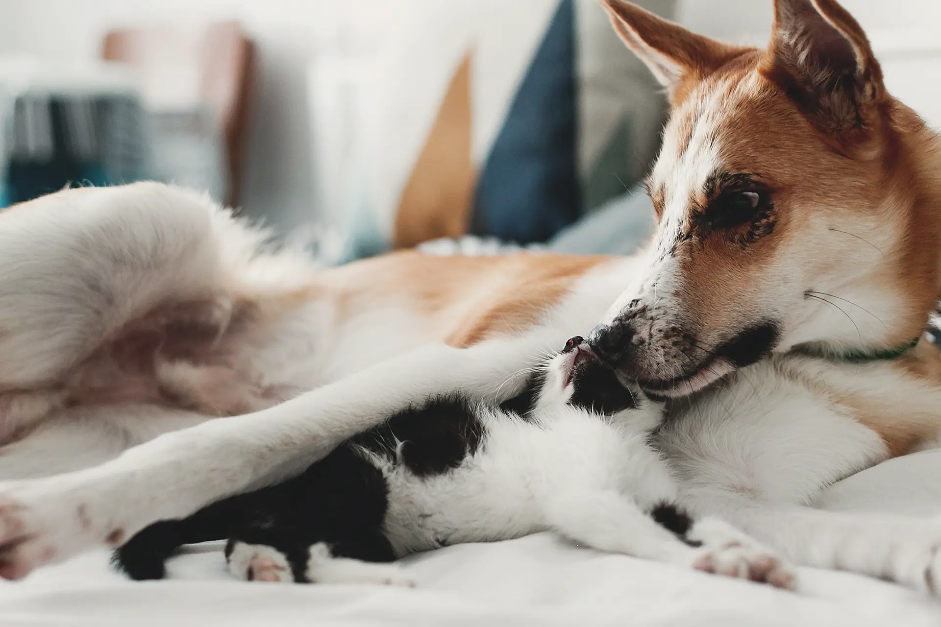 Appartamenti Firenze con servizi per animali domestici, cani e gatti